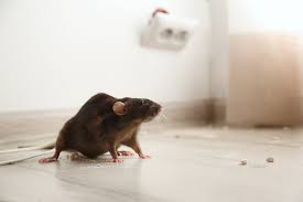 Mice Control